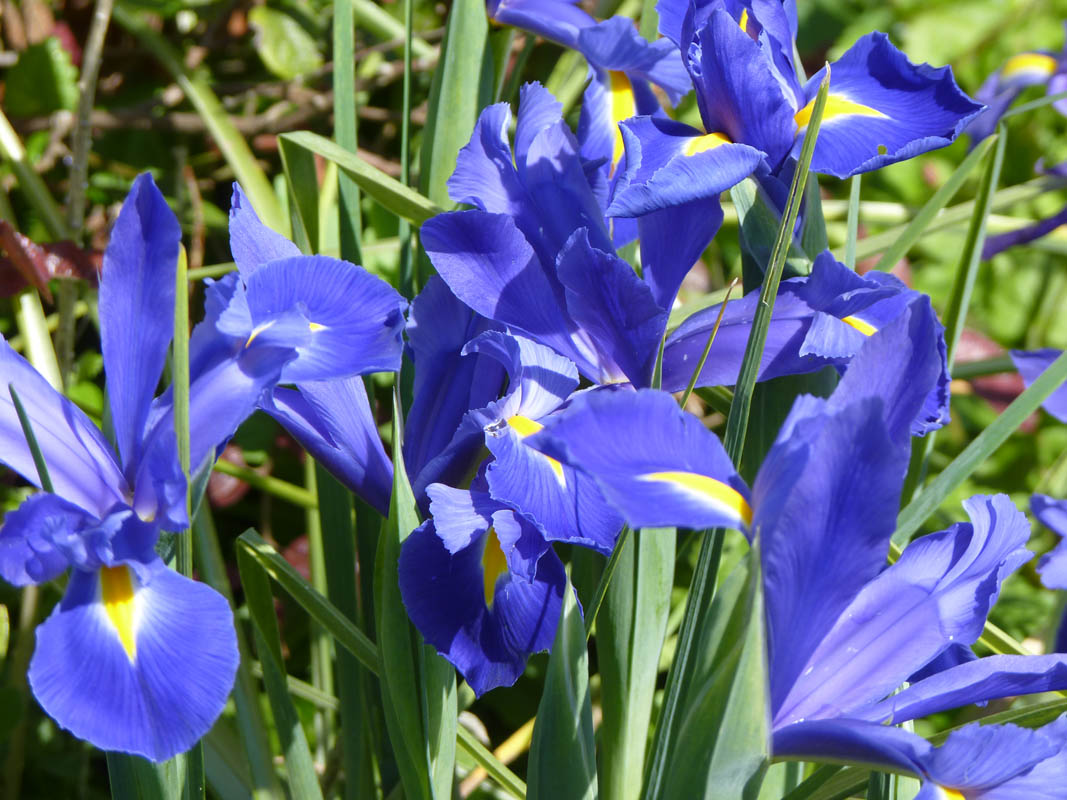 Iris hollandica hort. photo